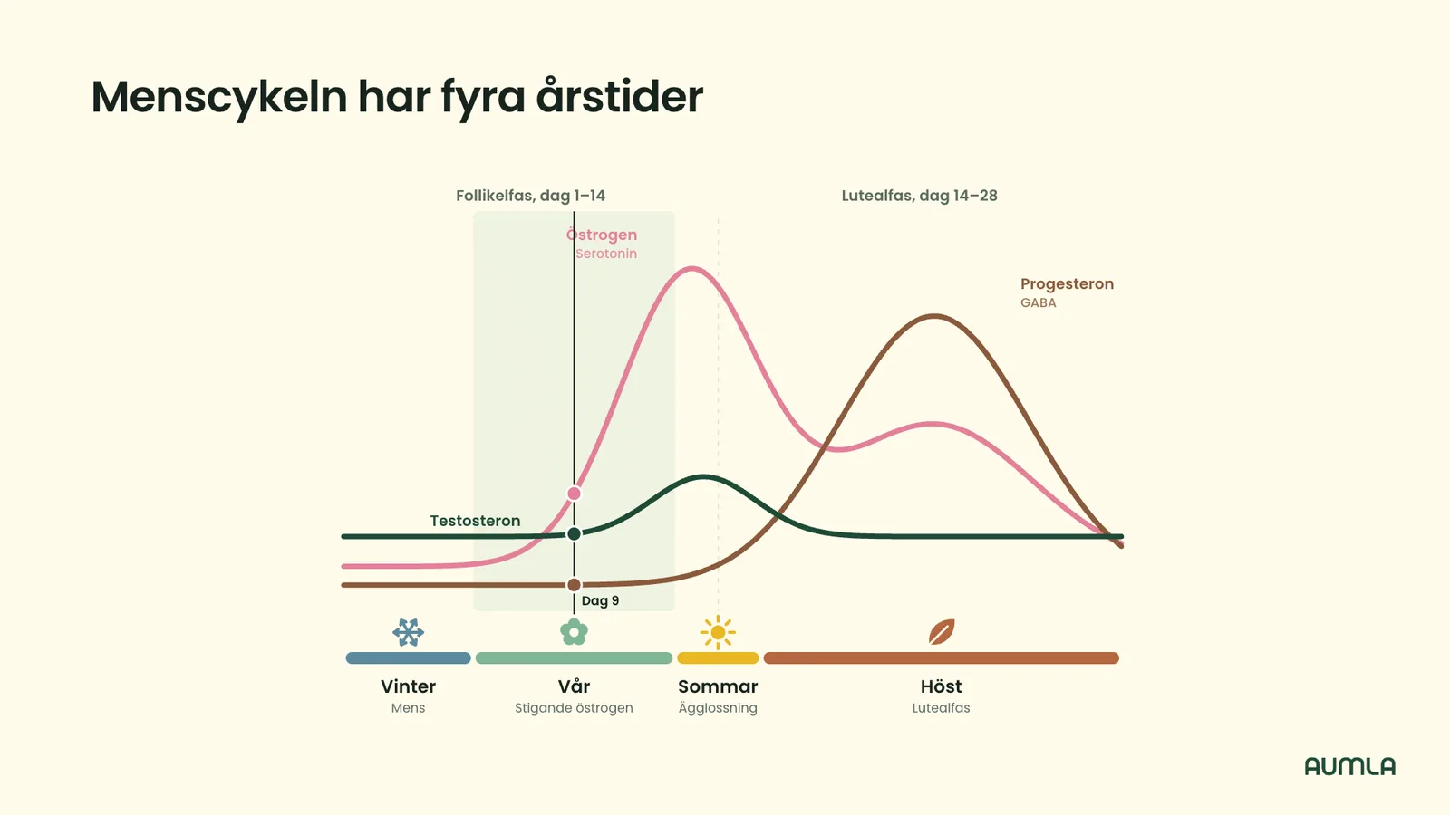 Presentationsbild som visar menscykelns fyra årstider: vinter, vår, sommar och höst, och hur hormonerna skiftar under månaden